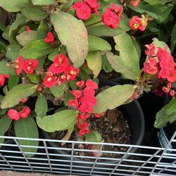 Planta corona de Cristo de flores grandes .