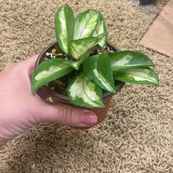 Hoya crimson Princess