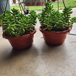 Jelly beans suculent 