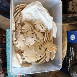 Silver Dollar Shells From The Ocean