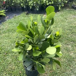 CLUSIA PLANT (makes cool hedging for walk or drive way also garden border)