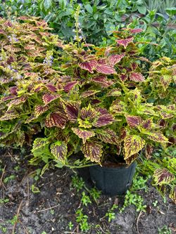 Coleus in 3 gls pot. SPECIAL PRICE 🤩