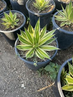 Agaves 