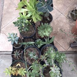 Succulents, Plants
