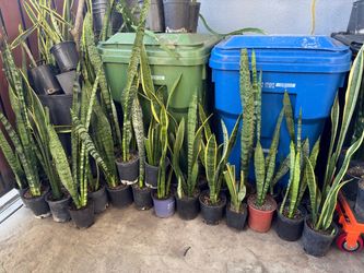 Snake plant