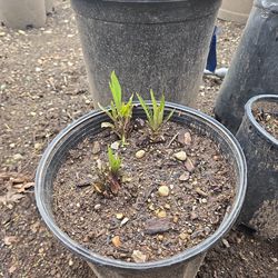 Horseradish Plants for Sale – Add Some Zing to Your Garden! 🌿