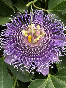 Passion flower plant