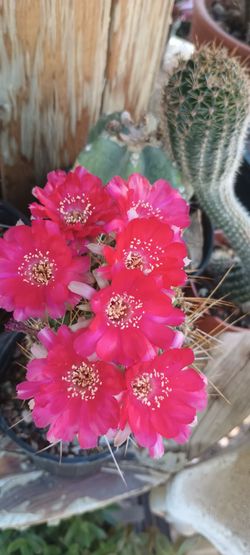 Cactus plant 🌵