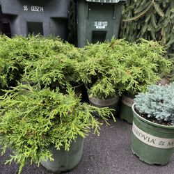 Dwarf Hinoki Cypress Plants —-