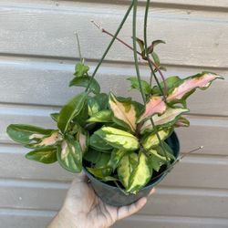 6” Variegated Hoya Carnosa