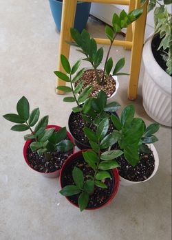 ZZ plants$13 each pot