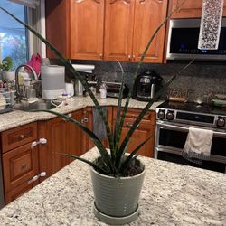 Sansevieria 'Fernwood Mikado