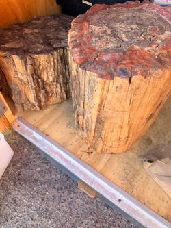 Petrified wood logs
