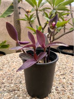 Purple Heart Succulent plant (Tradescantia pallida)