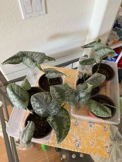 Plants $5 each
