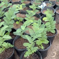Sweet Tamarind Trees In One Gallón B1F The Tall $25 Each Price Firm