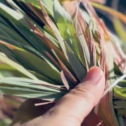 Te De Limón , Zacate Limon