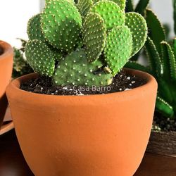 Terracotta Clay Pots/ With Plant Included 