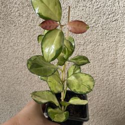 Beautiful Hoya Australis Lisa Plant 