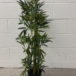Selling Asap Bamboo Style Plant