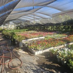 All Kinds Of Plants
