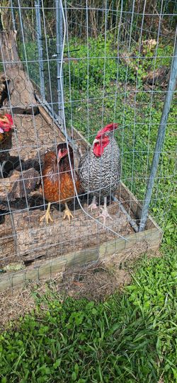 Too many roosters