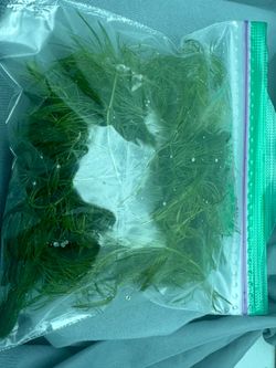Hornwort plant