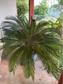 Sago palm  best offer