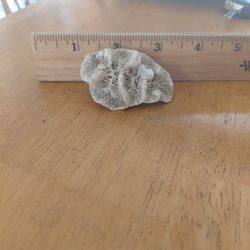Fossilized Rock Coral