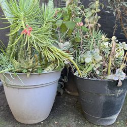 FREE ASSORTED PLANTS PLANTERS