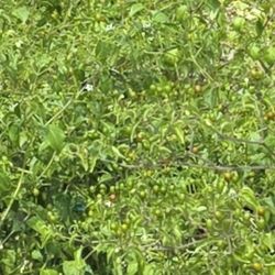 Plantas De Chile Del Monte 3gallones Bushes 
