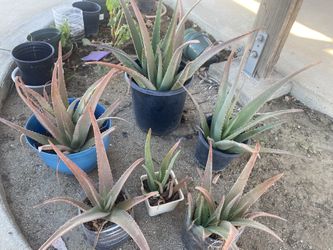 Planta De Sabila O Aloe Vera