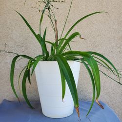 Blooming Spider Plant In 10" Decorative Pot