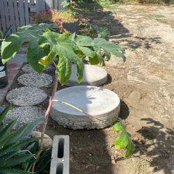Pavers & Plants 