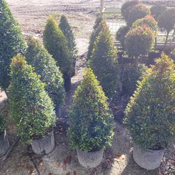 Topiaries 