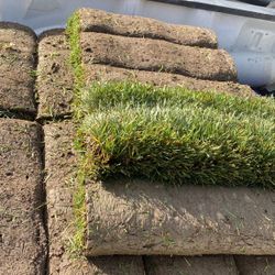 Sod/grass