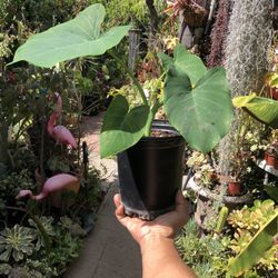 Elephant Ear House Plant 