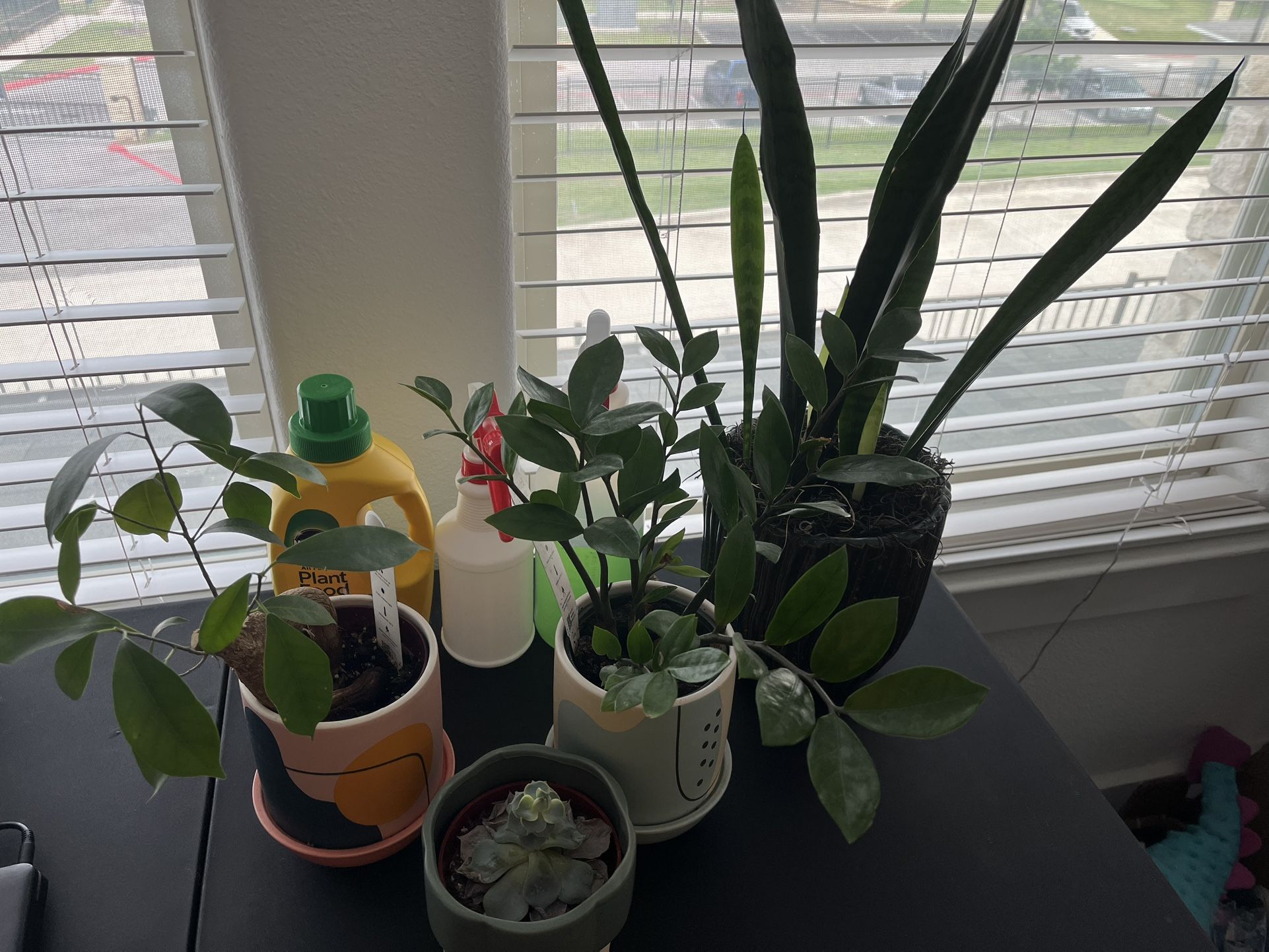 Plant Bundle