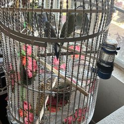 Beautiful pair of parakeets