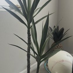 Modern Dracaena / Yucca Cane Plant in Woven Planter – Tall Indoor Decor (2)