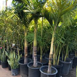 King Palm $85 each 