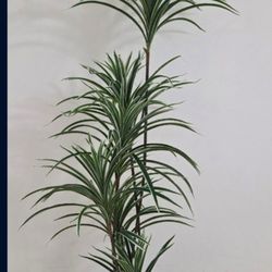 *** NEW LOW PRICE *** 5ft Faux Spider Dracaena in an 10" Tall Green Resin Planter @ Lasting Creations