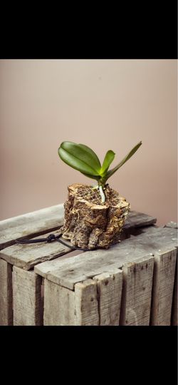 Small Handcrafted Living Plant Mount (Orchid, Bromeliads)