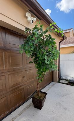 6-7 feet’s, artificial ficus tree in a decorative square planter features lush green foliage and a natural twisted trunk