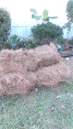 Pine needles for sale