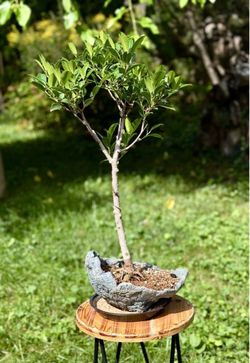 Ficus bonsai