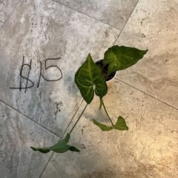 Syngonium Plants