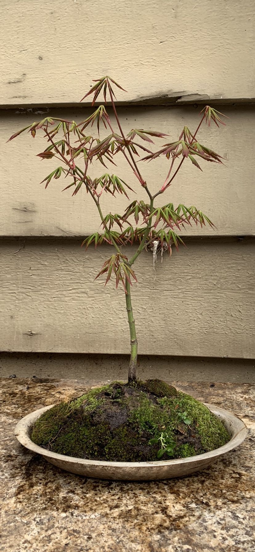 BonsaiJapan Maple 12 Inches