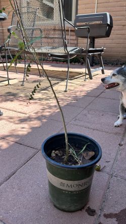Plant In One Gallon Pot
