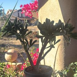 Large jade plant